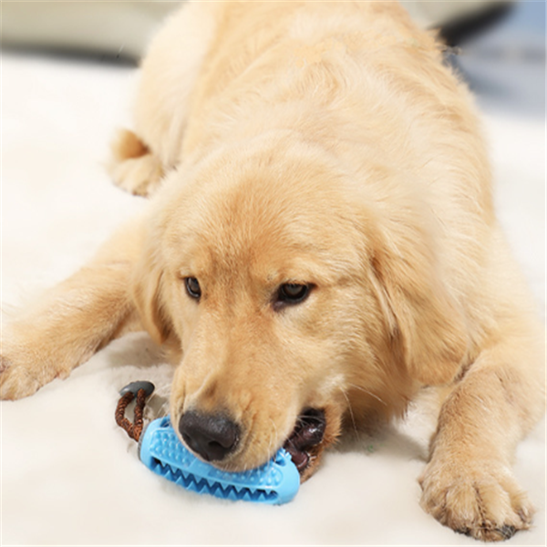 Treat Puzzle Chew Toy